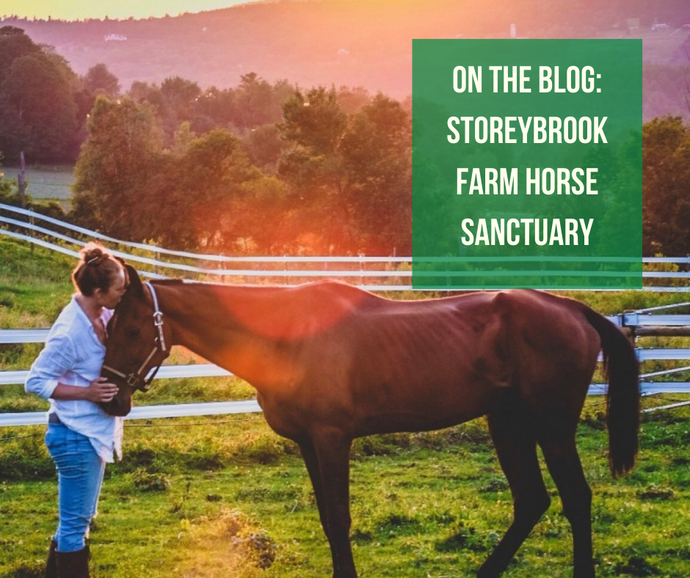 Q+A with Storeybrook Farm Horse Sanctuary